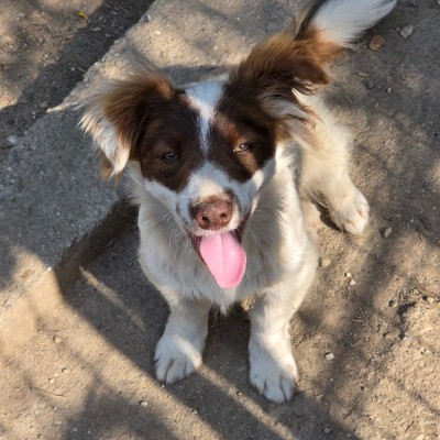 Max